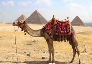 Camel in front of the Pyramids